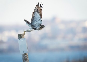 "Red-tailed Hawk Take Off"Photo by Diana Whiting