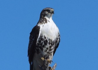 "Red-tailed Hawk"Photo by Tom Lloyd