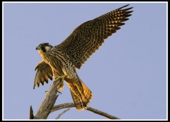 "Peregrine"Photo by Warren Wheeler