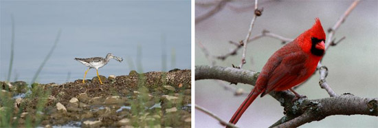 Left: “Fish Fry” by Greg CraybasRight: “Cardinal” by Phillip Bonn