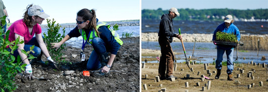 Left: First-time Corps volunteer Ali Fasano (left), of Liverpool, New York, learns about planting wetland species from Parsons Environmental Engineer Natalia Cagide-Elmer. Right: Alex and Angela Thor, of Syracuse, install wetland plants.