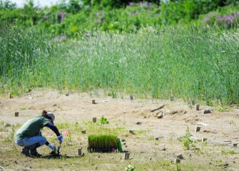 Native species planted include a mix of wetland plants suitable for supporting a wide diversity of wildlife.