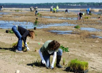 Volunteers install approximately 700 herbaceous plants and 240 native trees and shrubs along the southwest shoreline of Onondaga Lake on a Saturday morning.