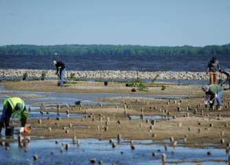 Cobble berms (background) were built in 2016 to reduce wave action along the shoreline, and establish calmer water areas suitable for wetland plants and associated wildlife.