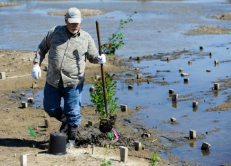 Volunteer Mark Wesel, of North Syracuse, plants a winterberry bush near the water’s edge. Winterberry can provide cover for small animals, nectar for insects, and berries for birds.