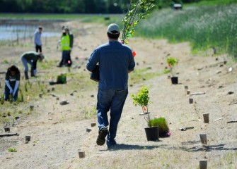 Todd Sealy, of Syracuse, carries an American sycamore tree along the Southwest Lakeshore to a suitable spot. The native American sycamore is often found near rivers and other water sources, and is tolerant to occasional flooding.