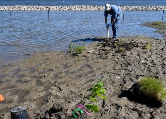 Between the shoreline and a berm, an area in the water is fenced off to protect young wetland plants to be installed over the next few weeks.