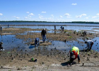 A variety of native plants including boneset and speckled alder are planted to create a rich diverse habitat along the Southwest Lakeshore.