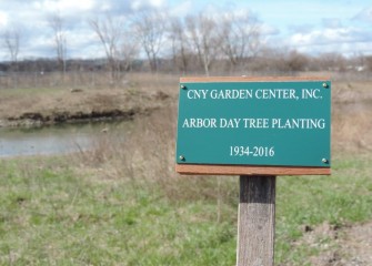 The Garden Center Association planted the sycamore tree in honor of Arbor Day, and to commemorate 82 years of civic service promoting horticultural activities and beautifying areas in and around Syracuse.