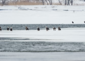 Two to three dozen Bald Eagles regularly spend the winter at Onondaga Lake. The primary attraction is the open water at the south end of the lake in cold winters. (Photo by Greg Craybas, March 2015.)