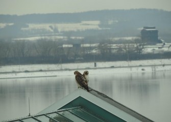 During the talk, a pair of Red-tailed Hawks appears on a roof peak outside the meeting room. Onondaga Lake is in the background.