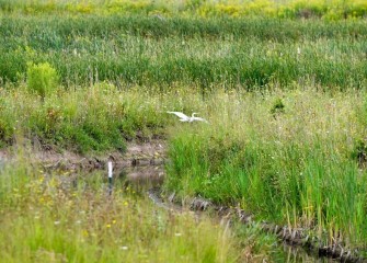 A Great Egret is spotted in the restored Geddes Brook wetlands. During the August 19th paddle, 31 different bird species were spotted.