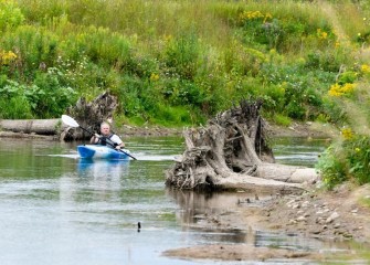 Tree trunks lining the creek provide additional shoreline support. The tree roots create diverse habitat conditions for fish and other wildlife.