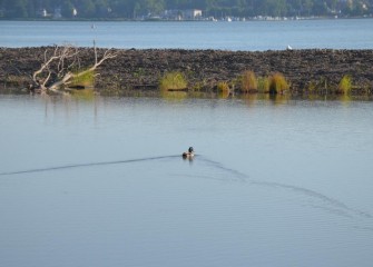 A male Mallard swims across calm waters in the new connected wetland.