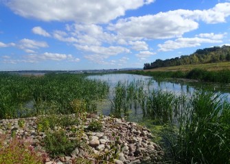 Plantings at the new connected wetland are becoming established.