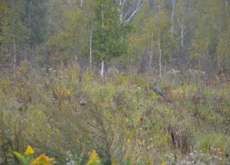 Wild Turkeys forage along an upland slope planted with diverse native species.