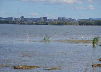 Two Great Egrets are spotted wading along the western shoreline of Onondaga Lake.