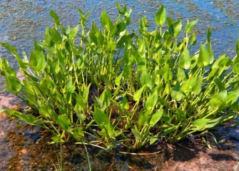 Arrow arum grows in stands that provide cover for insects, waterfowl and small aquatic mammals.