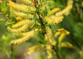 The flowers of the black willow tree grow in clusters called catkins.