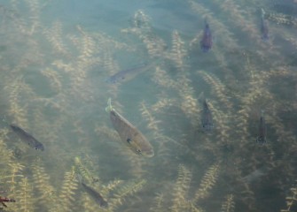 Bluegills are seen swimming in the pond at Geddes Brook wetlands.