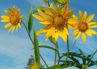 The giant sunflower is a perennial wildflower native to eastern North America.