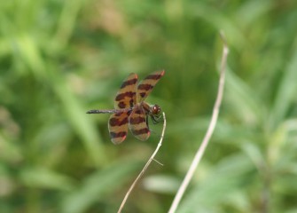 A Halloween pennant, a type of dragonfly, clings to a dried stem.