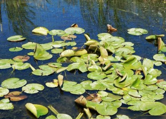 Water lilies provide cover for fish beneath the water’s surface. Muskrats or turtles may eat the leaves, and ducks the seeds.