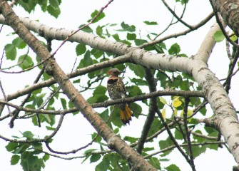 The Northern Flicker is a woodpecker that prefers open woodland areas.