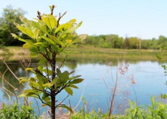 Leaves appear on a swamp oak tree in spring.