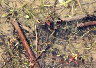 Recently hatched tadpoles swim in shallow water.