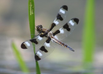 A twelve-spotted skimmer rests briefly. Skimmers are dragonflies that fly low, or skim, over water, catching insect prey.