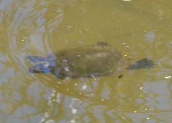 An Eastern Painted Turtle swims in one of the new inland wetlands created at the Western Shoreline.