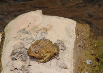 An American Toad rests on a log.