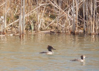 Hooded Mergansers are spotted in the LCP wetlands.