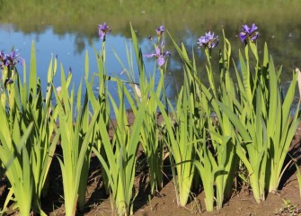 Blue flag iris bloom along the shores of Nine Mile Creek.