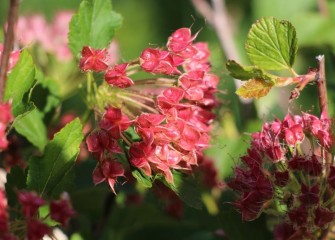 Eastern ninebark, also known as common or Atlantic ninebark, is a native species that grows well in moist soils along streams.