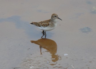 A Least Sandpiper wades near the creek bank.