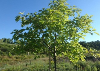 A northern red oak planted near Nine Mile Creek will provide increasing cover, nesting sites and acorns for wildlife as it ages.