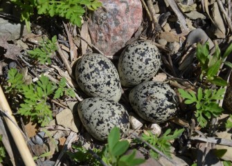 A nest likely belonging to Killdeer, a shorebird species, is found on the ground.