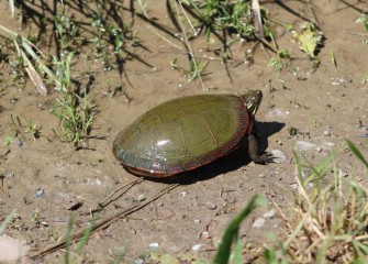 A brightly colored Eastern Painted Turtle warms itself in the sun along the muddy edge of the water.