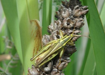 A grasshopper rests on a dried stalk.  Grasshoppers are beneficial to the environment in several ways, including aiding in plant decomposition.