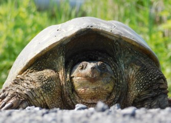 Because of its body armor, strong jaw and claws, a mature Common Snapping Turtle has few natural predators and can live up to 30 years.  Snapping Turtles spend most of their time in and around water.