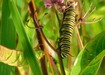 A monarch  caterpillar on swamp milkweed, a native plant. Milkweed, the only food consumed by monarch caterpillars, is key to the survival of the colorful monarch butterfly species.