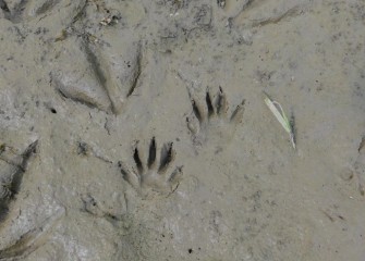 Tracks in mud show a raccoon (center) and a Great Blue Heron (left) each passed through recently.