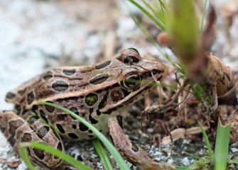 A Northern Leopard Frog in recently restored habitat at Harbor Brook.