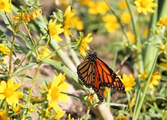 A monarch butterfly drinks nectar from fall blooming nodding bur marigold planted near Harbor Brook earlier this year.