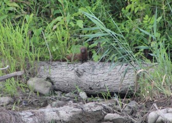 An American mink is spotted on a log along the creek bank. Minks live near water and are good swimmers. They are carnivorous and will eat fish, frogs, reptiles or small mammals.