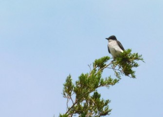 The Eastern Kingbird is expert at catching flying insects and supplements its diet with berries. Eastern Kingbirds are summer visitors, migrating to South America in winter.