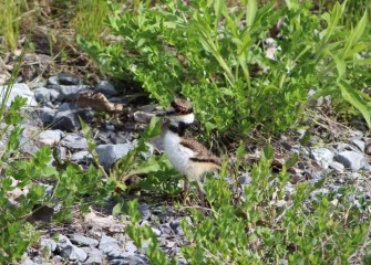 This Killdeer hatchling’s parent is probably nearby. Killdeer chicks are able to walk already upon hatching (but not fly), following their parents foraging for food on the ground.