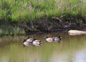 Male Mallards swim in calm waters along the banks of Nine Mile Creek.